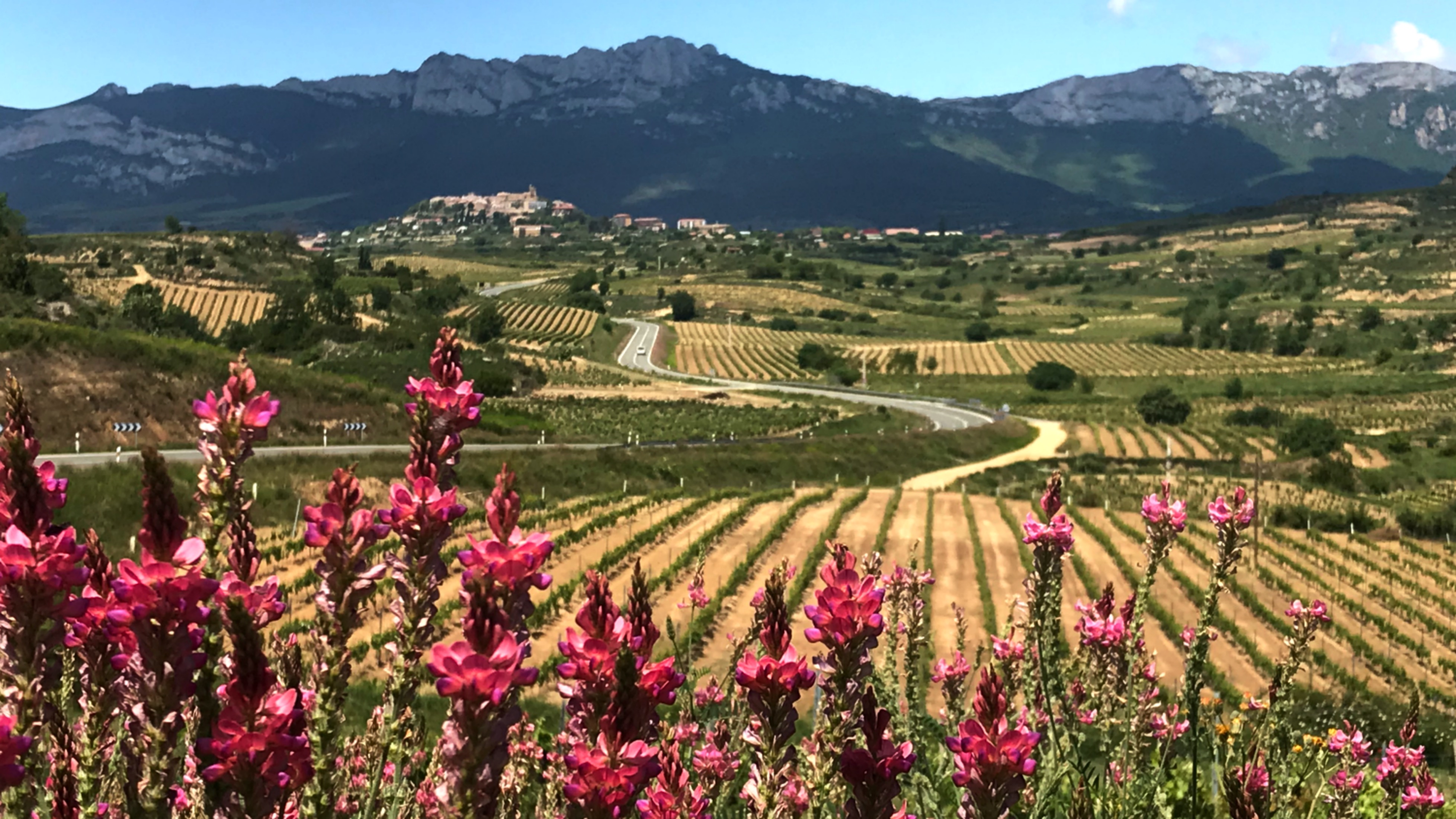 Rioja is one of the Top 3 day trips from San Sebastian.